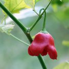 Bat Chili Seeds - Tall Ornamental Pepper