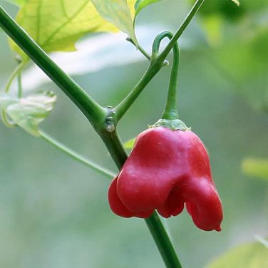 Bat Chili Seeds - Tall Ornamental Pepper