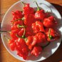 Bat Chili Seeds - Tall Ornamental Pepper