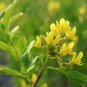 Huang Qi Seeds - Premium Astragalus Membranaceus