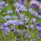 Blue Woodruff Seeds - Fragrant Annual with Unique Blue Flowers
