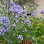 Blue Woodruff Seeds - Fragrant Annual with Unique Blue Flowers