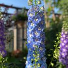Large-Flowered Delphinium Seeds