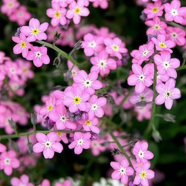 Pink Alpine Forget-Me-Not Seeds