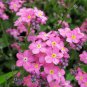 Pink Alpine Forget-Me-Not Seeds