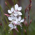 White Gaura Seeds - Perennial with Pink Calyx & White Petals