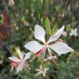 White Gaura Seeds - Perennial with Pink Calyx & White Petals