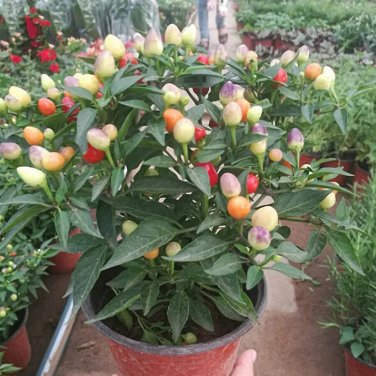 Pearl Ornamental Pepper Seeds - Colorful Mini Chili
