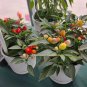 Pearl Ornamental Pepper Seeds - Colorful Mini Chili
