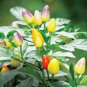 Pearl Ornamental Pepper Seeds - Colorful Mini Chili