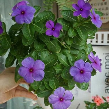 Madagascar Periwinkle Seeds - Bluish-Purple Flowers,