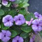 Madagascar Periwinkle Seeds - Bluish-Purple Flowers,