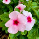 Madagascar Periwinkle Seeds - Long Blooming Pink Flowers with Red Center