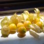 Ground Cherry Seeds - Physalis Pruinosa, Sweet Golden Berry