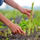 Green Asparagus Seeds - Nutrient Rich, High Fiber, Crisp Tender Shoots