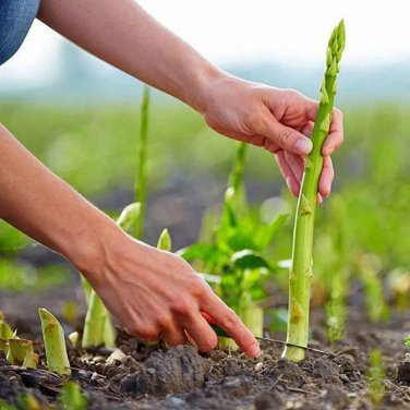 Green Asparagus Seeds - Nutrient Rich, High Fiber, Crisp Tender Shoots