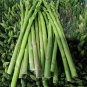 Green Asparagus Seeds - Nutrient Rich, High Fiber, Crisp Tender Shoots