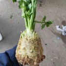 Celeriac 'Giant Prague' Seeds - Cold-Hardy Biennial, Nutritious Root Vegetable