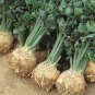 Celeriac 'Giant Prague' Seeds - Cold-Hardy Biennial, Nutritious Root Vegetable