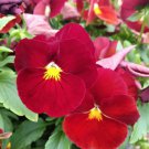 Super Bingo Series Red Pansy Seeds