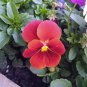 Super Bingo Series Red Pansy Seeds