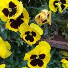 uper Bingo Series Blotched Yellow Pansy Seeds