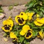 uper Bingo Series Blotched Yellow Pansy Seeds