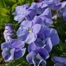 Super Bingo Series Blue Pansy Seeds - With Unique Stripes Flowers