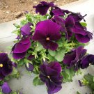 Super Bingo Purple Pansy Seeds Deep Violet Flowers
