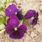 Super Bingo Purple Pansy Seeds Deep Violet Flowers