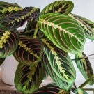 25+ Prayer Calathea Seeds