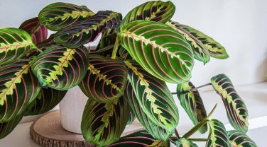 25+ Prayer Calathea Seeds