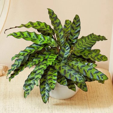 25+ Rattlesnake Calathea Seeds