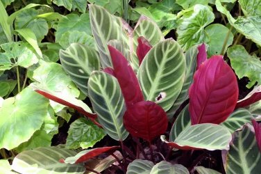 25+ Red Zebrina Calathea Seeds