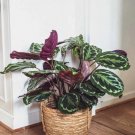 25+ Rose Painted Calathea Seeds