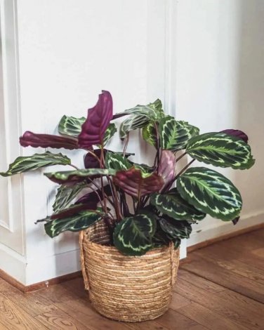 25+ Rose Painted Calathea Seeds