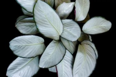 25+ Silver Plate Calathea Seeds