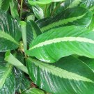 25+ Silver Stripe Calathea Seeds