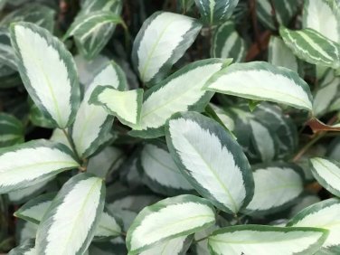 25+ Silver Calathea Seeds