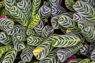 25+ Stromanthifolia Calathea Seeds