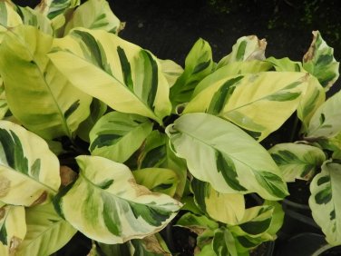 25+ Thai Beauty Calathea Seeds