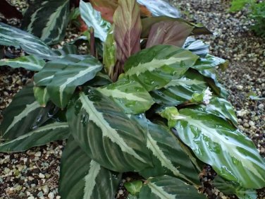 25+ Undulata Calathea Seeds