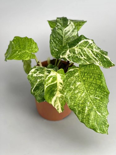 25+ Variegata Calathea Seeds