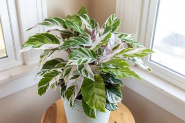 25+ White Fusion Calathea Seeds