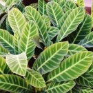 25+ Zebra Calathea Seeds