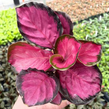 25+ Seeds Pink Rosy Calathea Couture Flower