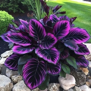 25+ Seeds Purple Tip Calathea Couture Flower