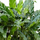10 Calathea Grass Seeds
