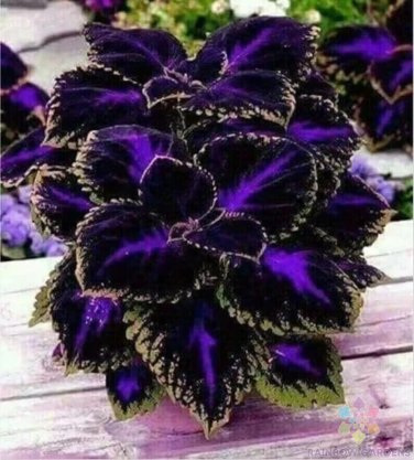 25+ Black Purple Coleus Seeds