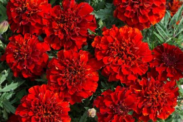 25+ French Fireball Marigold Seeds
